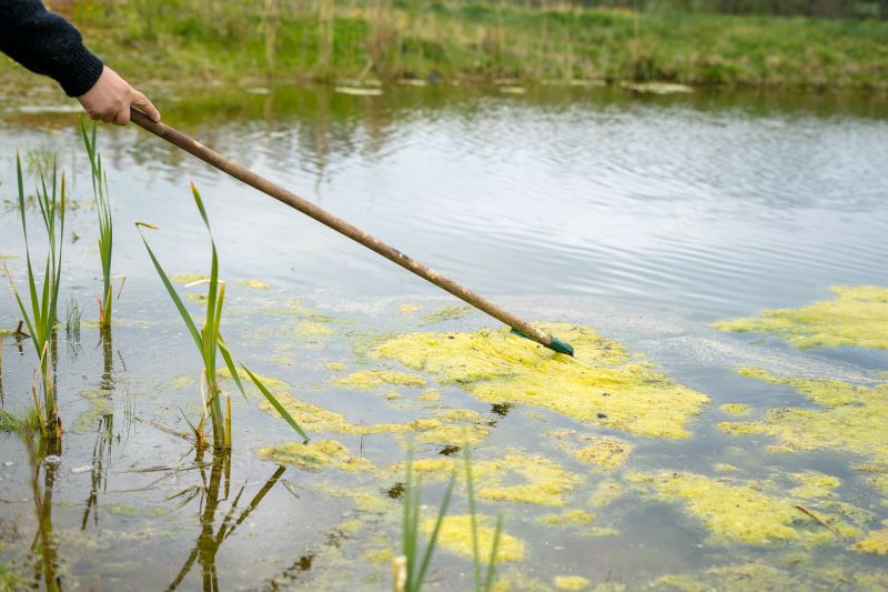 Pool Algae Removal